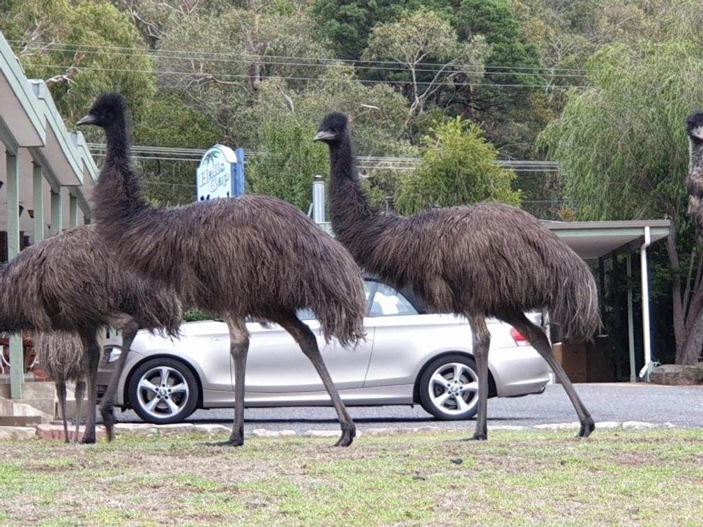 Halls Gap Motel Εξωτερικό φωτογραφία