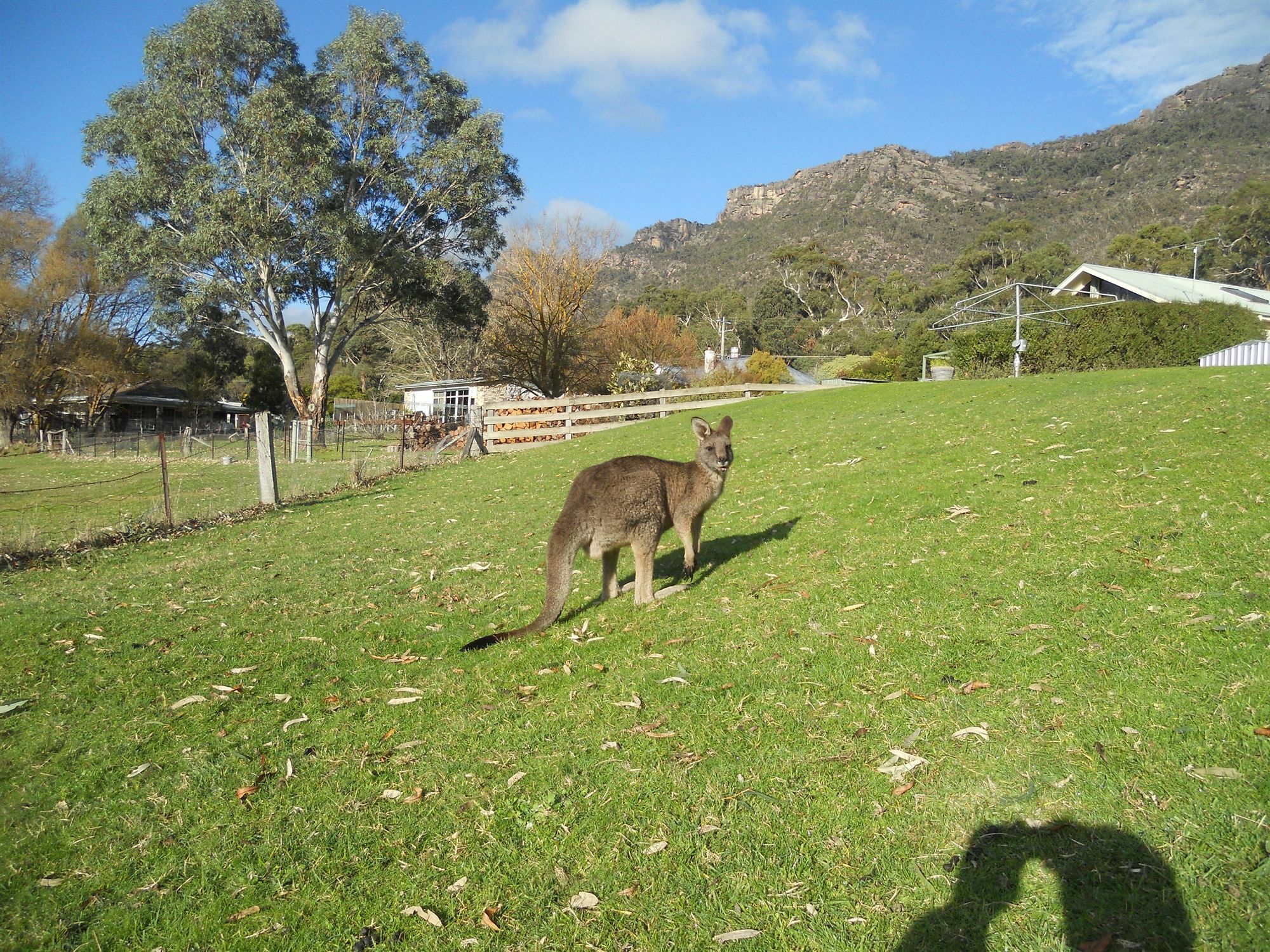 Halls Gap Motel Εξωτερικό φωτογραφία